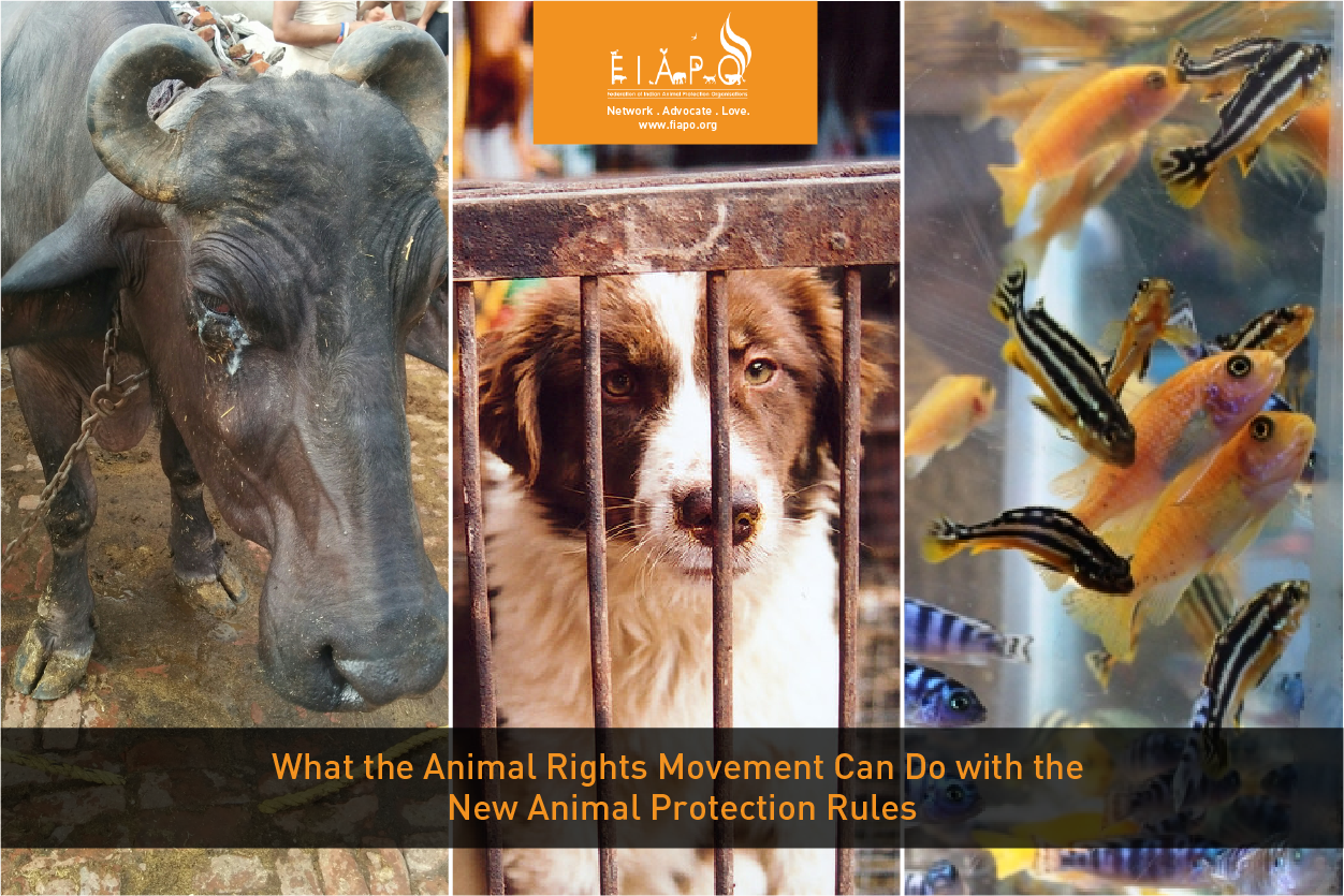 What the Animal Rights Movement Can Do with the New Animal Protection Rules  - Federation of Indian Animal Protection Organisations