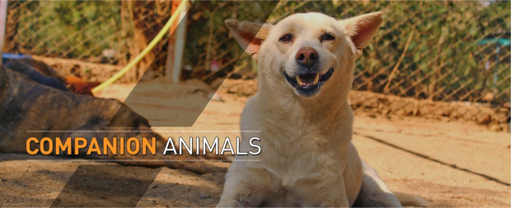 Federation of Indian Animal Protection Organisations