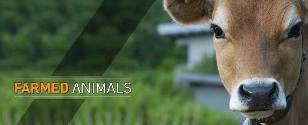 Federation of Indian Animal Protection Organisations