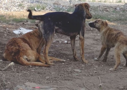Action on dog killing case in East Delhi