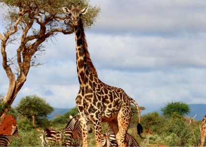 Maharashtra Zoological Park gets African Giraffes and Zebras