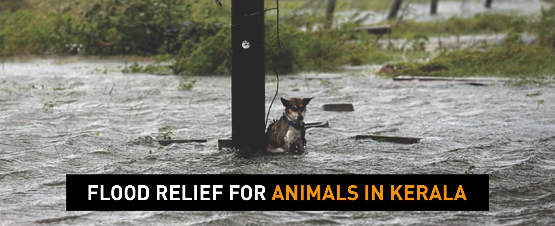 Flood Relief For Animals In Kerala - Federation of Indian Animal Protection  Organisations