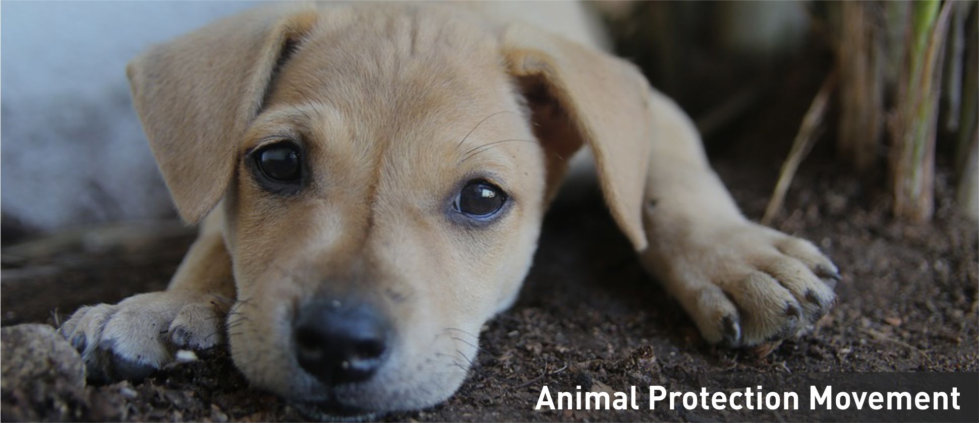 I pledge to protect animals! - Federation of Indian Animal Protection  Organisations