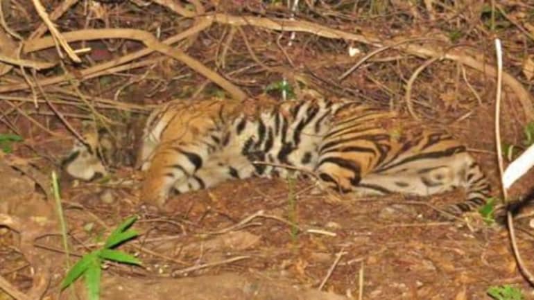 Tigress Found Dead in Bandhavgarh National Park in Madhya Pradesh -  Federation of Indian Animal Protection Organisations